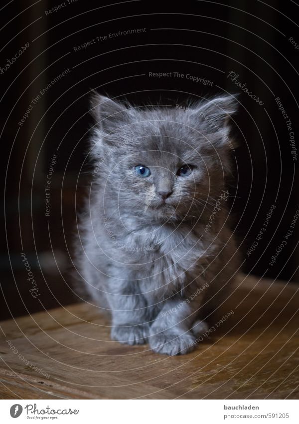 cat Nature Animal Cat Cuddly Small Beautiful Blue Brown Gray Black Colour photo Interior shot Deserted