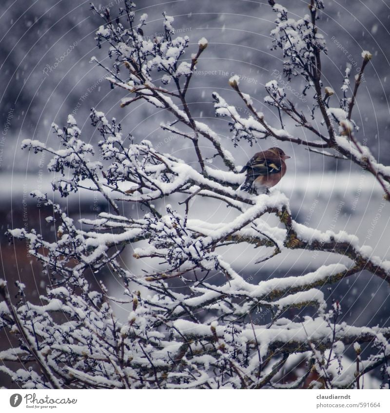 Snow Finch Environment Nature Plant Animal Winter Ice Frost Snowfall Tree Bushes Bird Chaffinch 1 Freeze Wait Cold Twigs and branches Sit Colour photo