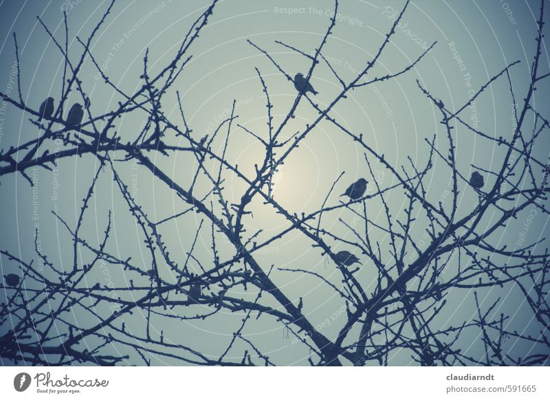 bird tree Nature Plant Animal Sky Winter Tree Garden Bird Group of animals Sit Dreary Twigs and branches Cherry tree Finch Sparrow Silhouette Colour photo