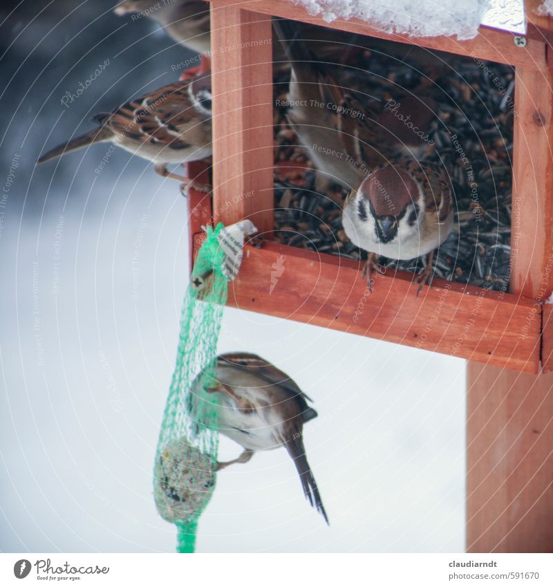 sparrow house Environment Nature Animal Winter Ice Frost Snow Bird Sparrow Group of animals To feed Feeding Love of animals titmice dumplings Birdseed