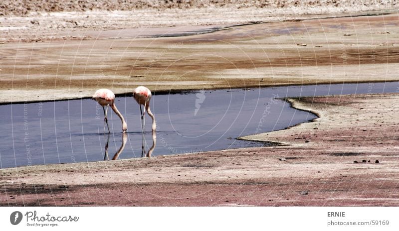 FlamingoBingo Chile Vacation & Travel Salar de Atacama Animal Pink Water Sand Desert