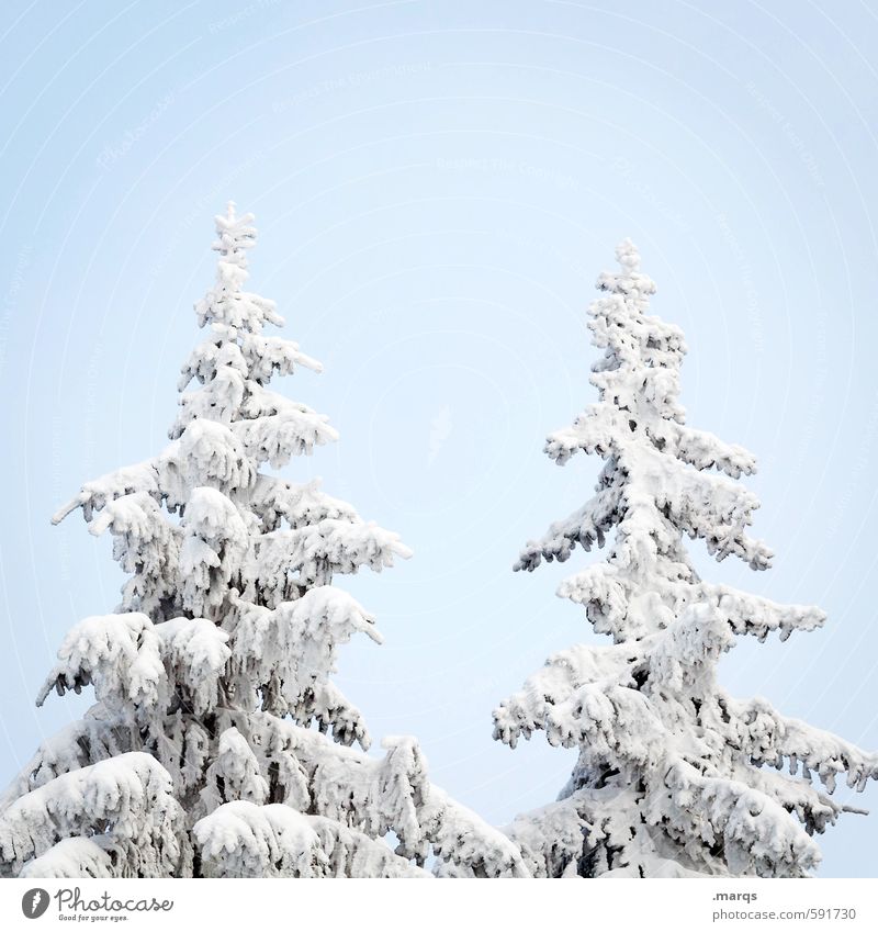 peak Winter vacation Nature Cloudless sky Ice Frost Snow Tree Spruce Treetop Sign Simple Bright Cold Beautiful Seasons Colour photo Exterior shot Deserted