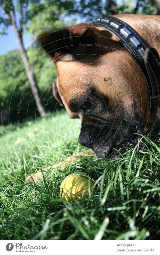 dog Playing Meadow Pet Dog 1 Animal Colour photo Exterior shot Close-up Day Sunlight Shallow depth of field Animal portrait Dog toy Ball Puppydog eyes Cute