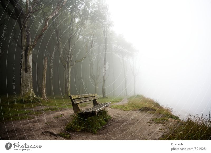 bank of fog Environment Fog Tree Grass Brown Green White Ghost forest Bench Nienhagen Baltic Sea Colour photo Exterior shot Copy Space right Copy Space middle
