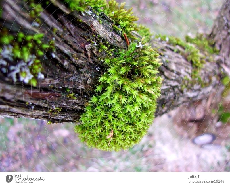 I'm laughing at a branch. Brown Green Plant Tree bark Branch Nature Moss