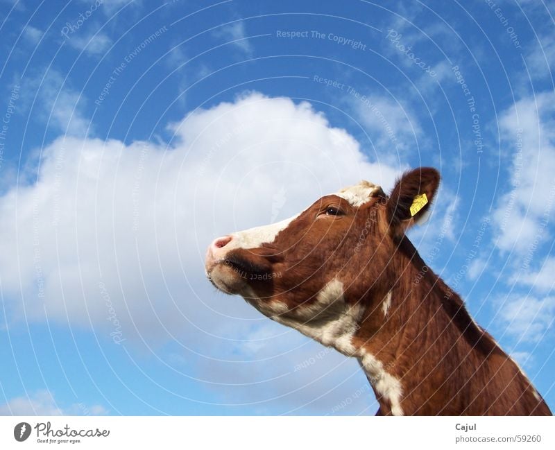 toward heaven Cattle Bull Signs and labeling Cow markings Clouds Digits and numbers Pelt Pattern Brown Grass Summer Light Sunlight Beautiful Animal Snout pale