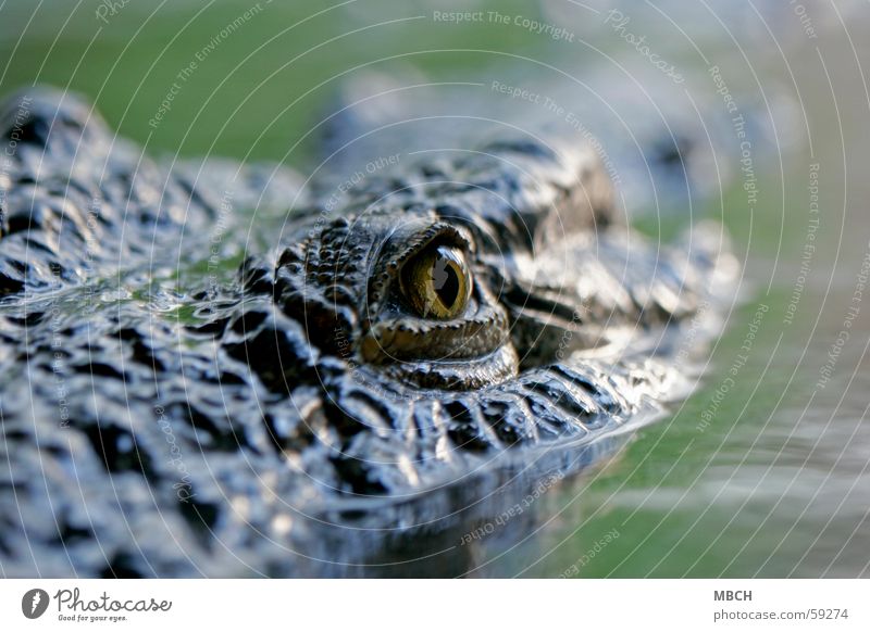 Eye to eye with the danger Crocodile Surface of water Pupil Animal Dangerous Water Wild animal Eyes Animal face Animal portrait Looking into the camera