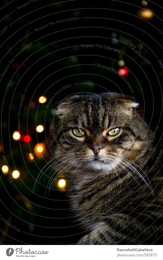 Cat in portrait with coloured lights in the background Christmas & Advent Pet Animal face Elegant Cuddly Moody Safety (feeling of) Warm-heartedness Calm