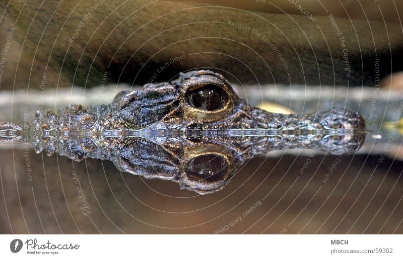 Double Crocodile Surface of water Pupil Reflection Animal Water Water reflection Mirror image Eyes Looking into the camera Animal face Animal portrait
