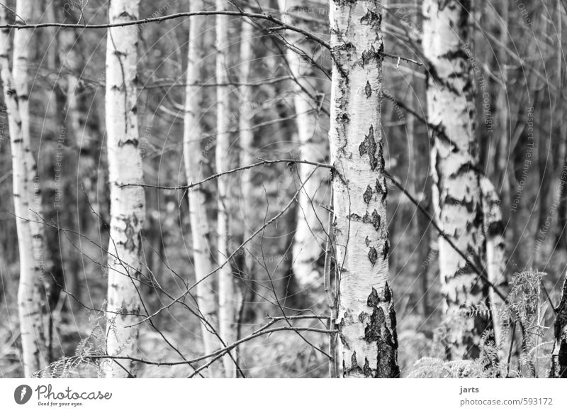 trees Environment Nature Plant Winter Tree Forest Simple Natural Calm Birch wood Black & white photo Exterior shot Deserted Copy Space left Day