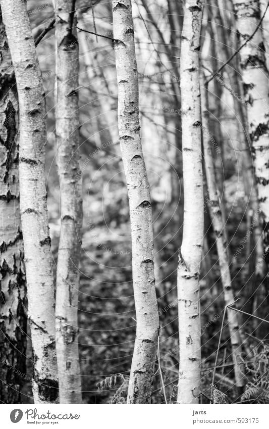 beanstalks Environment Plant Winter Tree Forest Natural White Nature Birch tree Birch wood Black & white photo Exterior shot Deserted Day Shallow depth of field