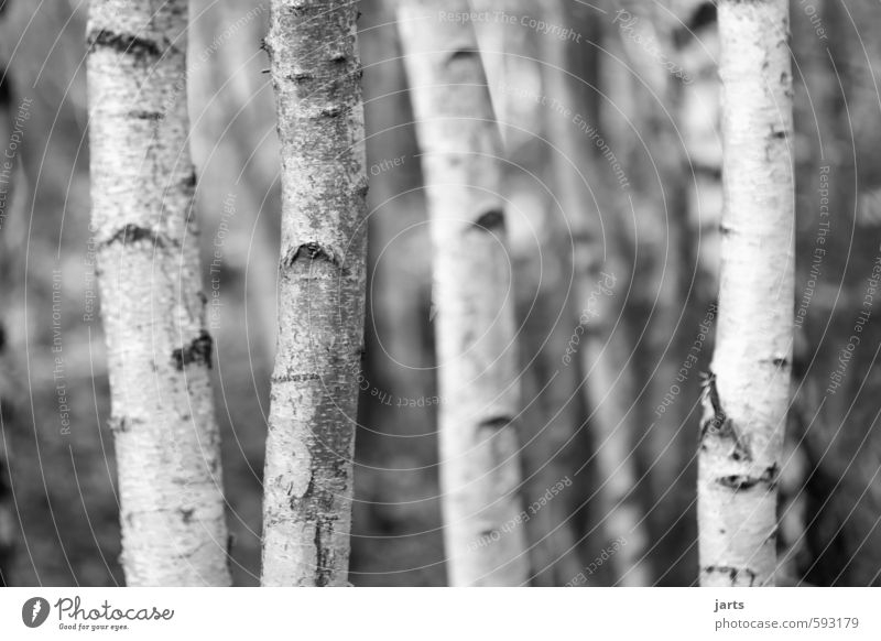 birch stock Environment Plant Winter Tree Forest Natural Serene Calm Nature Birch wood Black & white photo Exterior shot Close-up Deserted Copy Space right
