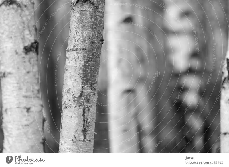 birches Nature Plant Winter Tree Forest Simple Natural White Caution Serene Calm Hope Birch wood Tree trunk Black & white photo Exterior shot Close-up Deserted