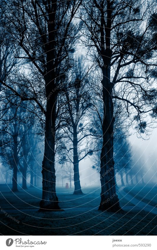 | I | Fog Tree Garden Park Lanes & trails Creepy Blue Black White Calm Idyll Cold Environment Colour photo Subdued colour Exterior shot Deserted Day Twilight
