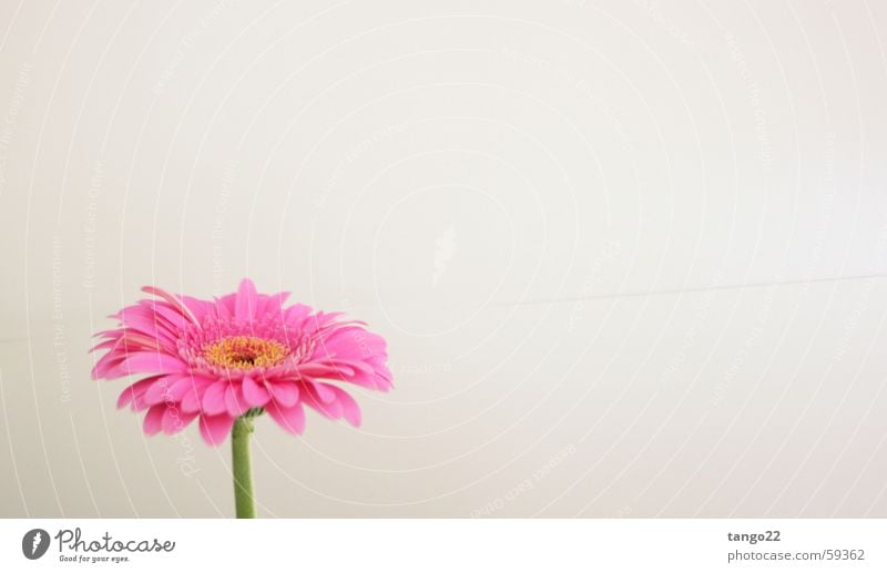 magenta flower Flower Gerbera Magenta Pink Blossom Stalk Bright background white wall green stem green handle