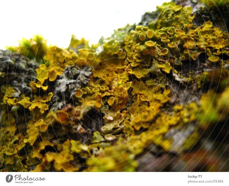 moss Tree Nature Macro (Extreme close-up) Moss