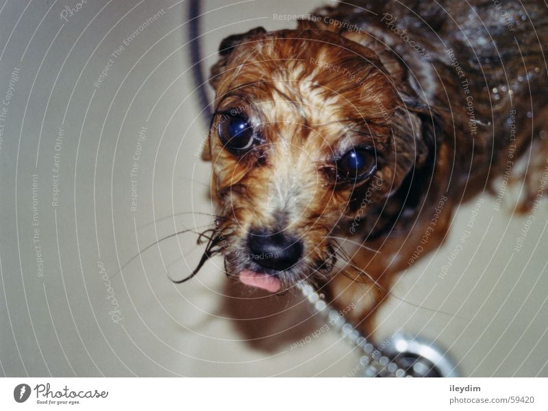lap Dog Bathtub Puppydog eyes Cute Wet Lick Pelt Tongue Wash Water Take a shower