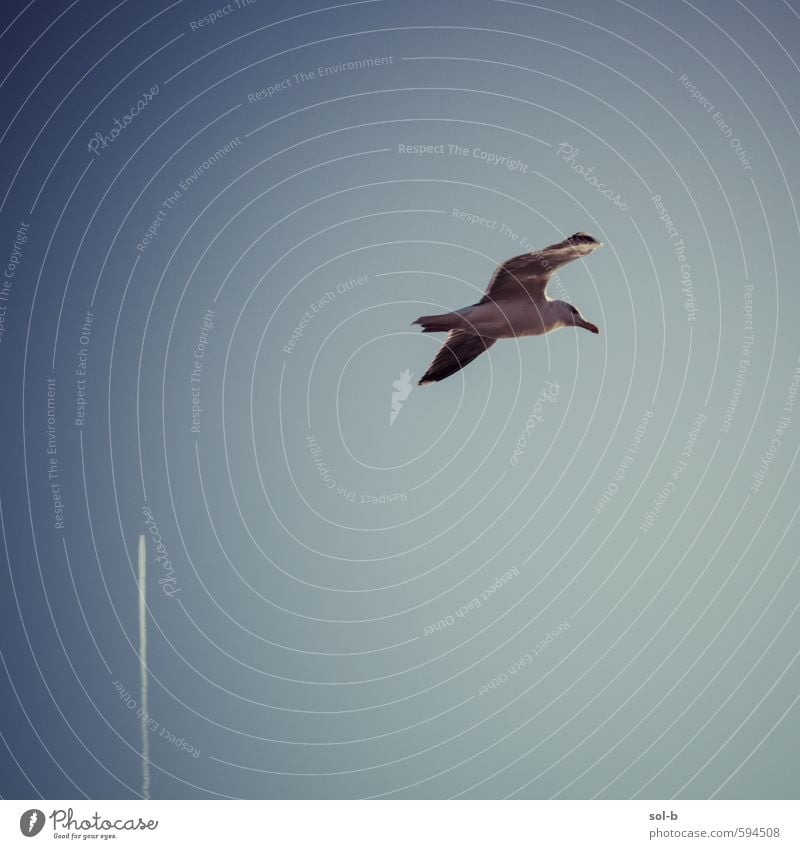 air Harmonious Nature Air Cloudless sky Beautiful weather Aviation Airplane Animal Bird Seagull 1 Movement Flying Simple Free Fresh Tall Might Perspective