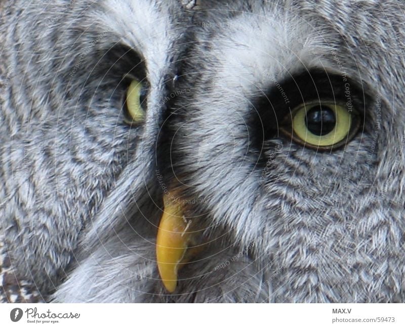 Help Great grey owl Bird Animal Beak Black White Gray Pattern Feather Eyes Flying