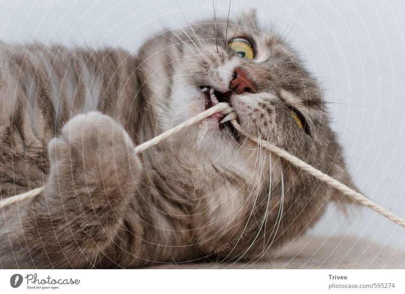 Cat Animal Playing Catch A Royalty Free Stock Photo From Photocase