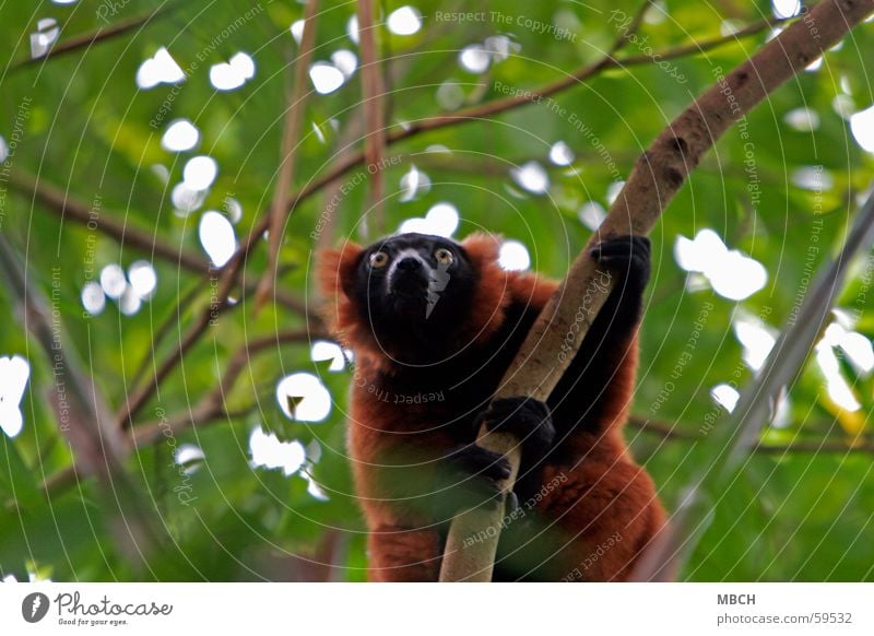 be on the lookout Prosimian Variegated Lemur Red Black Yellow Green Brown Pelt Animal Fingers Climbing To hold on Branch Looking Observe