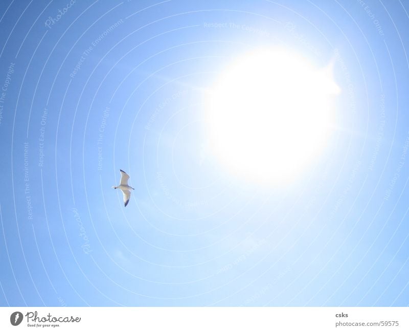 flying to the sun Light Bird Far-off places seagull Sky Blue Blue sky Sun Flying Aviation Freedom