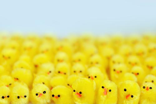 meeting Decoration Easter Friendship Animal Bird Group of animals Baby animal Yellow Safety (feeling of) Together Communicate Team Teamwork Attachment Chick
