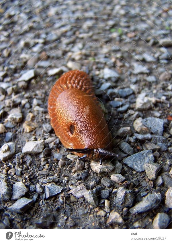 snail Slug Feeler Animal Slowly Crawl Gravel Snail Mollusk Stone