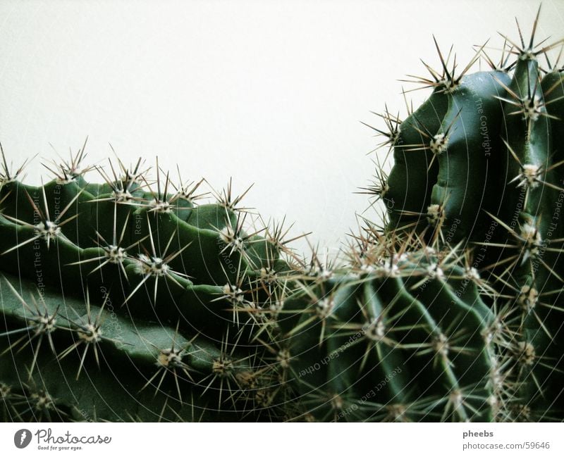 cactus(s) Cactus Plant Growth Green Black cactuses Thorn