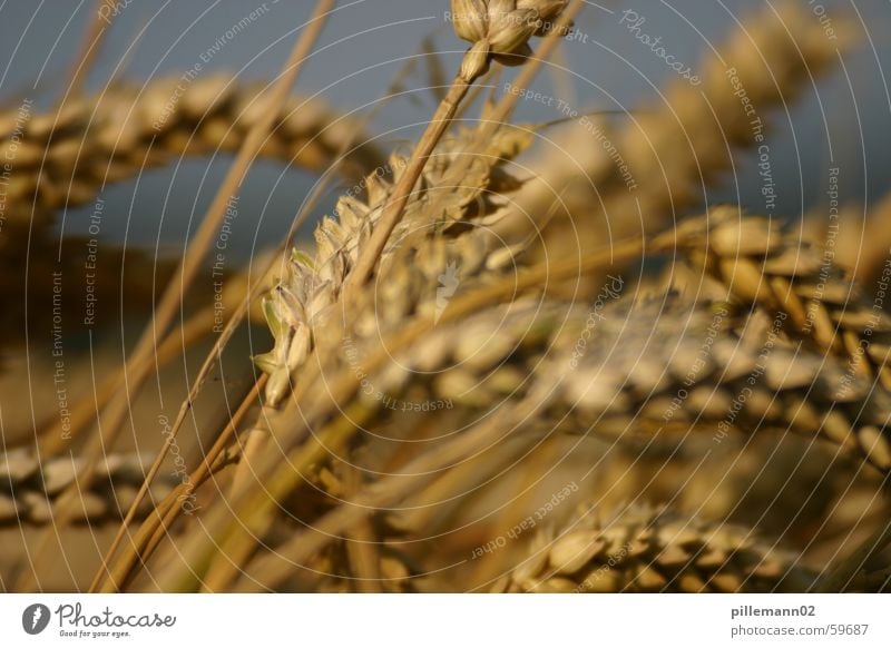 wheat Wheat Field Ear of corn Summer Grain Harvest