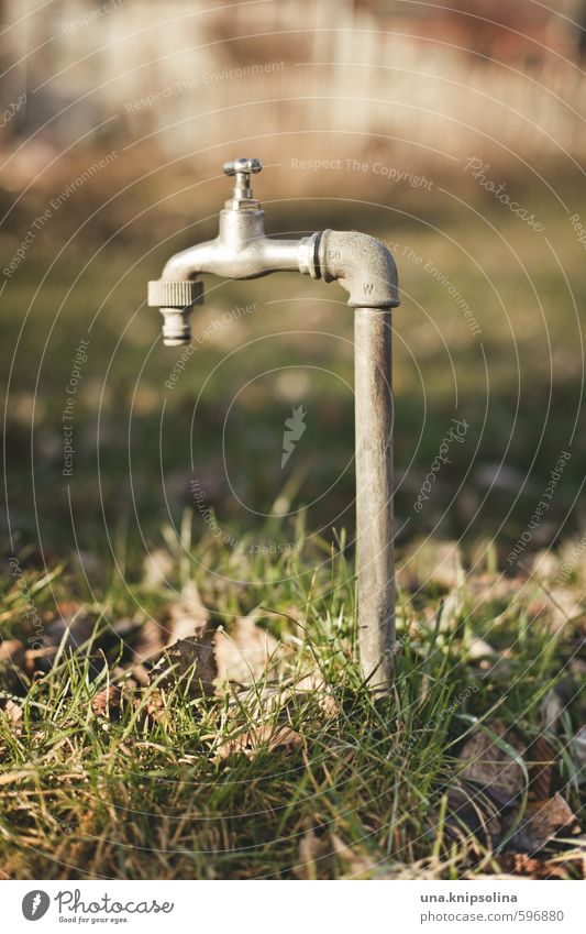 urinate Leaf Garden Meadow Stand Wet Gray Green Tap Colour photo Subdued colour Exterior shot Detail Deserted Copy Space top Copy Space bottom Day Twilight