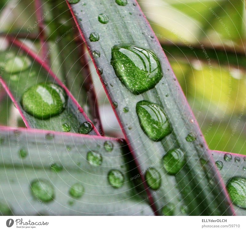 Rain showers in the living room Palm tree Living room Plant Green Stripe Wellness Harmonious Macro (Extreme close-up) Close-up Drops of water String Tears