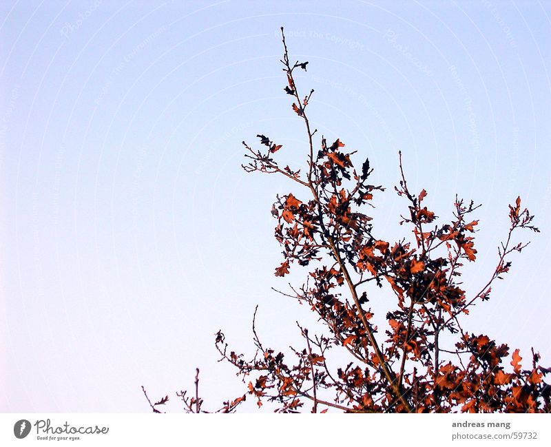 red leaves Leaf Bushes Branched Sky Red Twig leafs branches blue