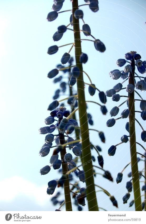 Spring leaves its blue gang.... I Flower Plant Blossom Stalk Jump Blue Sky bloom stipe
