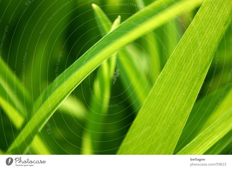 it is green so...3 Leaf Grass Blade of grass Green Meadow Light Spring Energy industry Exterior shot