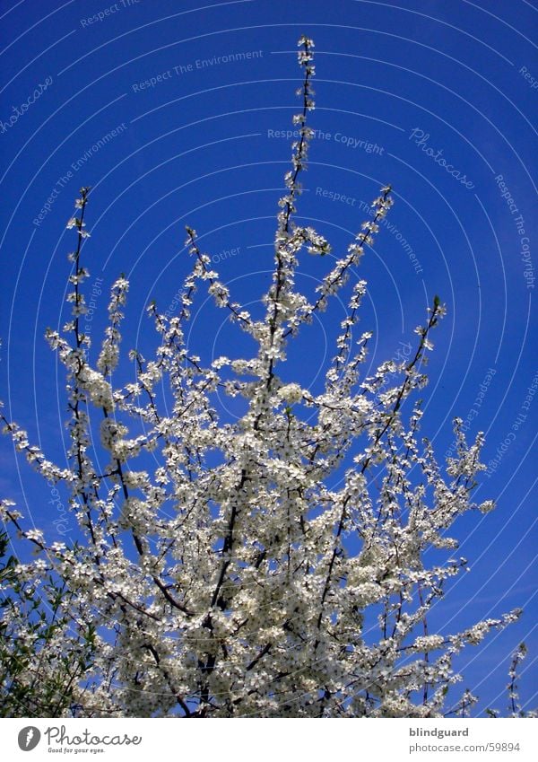 Flower dream dreamt on Blossom Spring Azure blue Jump Sky Blue Branch flower