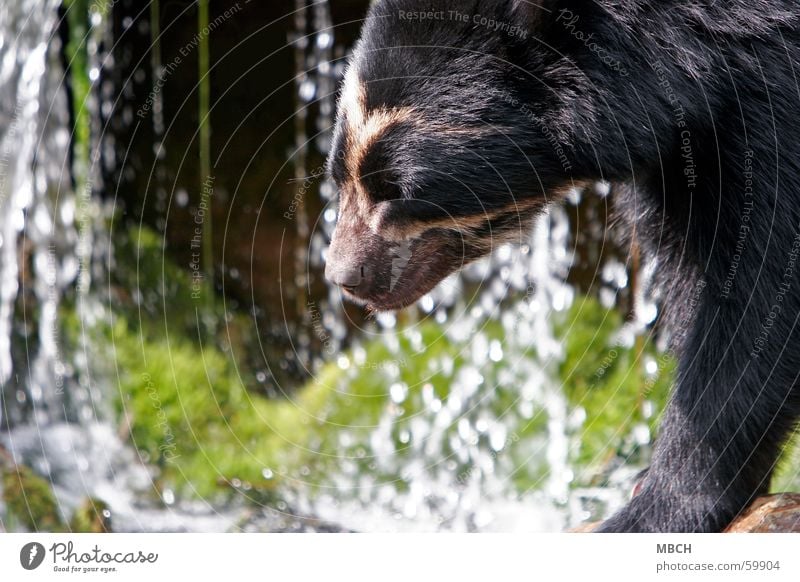 Bear at the water Animal Green Black White Snout Pelt Sun Movement Nose