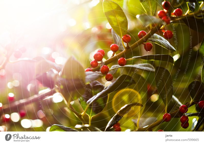 red berry tree Environment Plant Spring Summer Autumn Winter Beautiful weather Tree Leaf Fresh Glittering Natural Green Red Nature Berries Spring fever