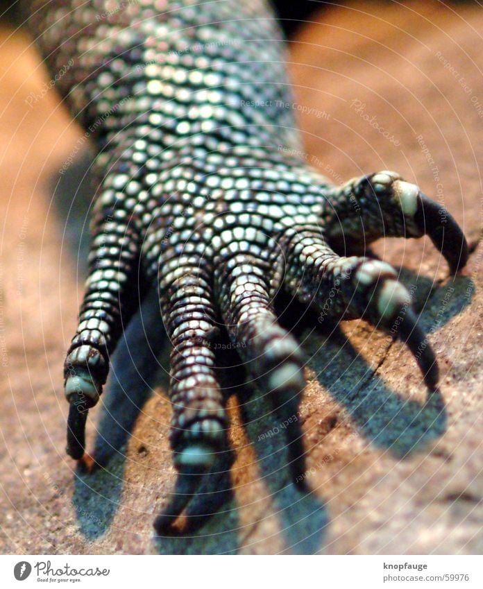 dragon hand Iguana Lizards Saurians Claw Pore Zoo Animal Wood Blur Barn