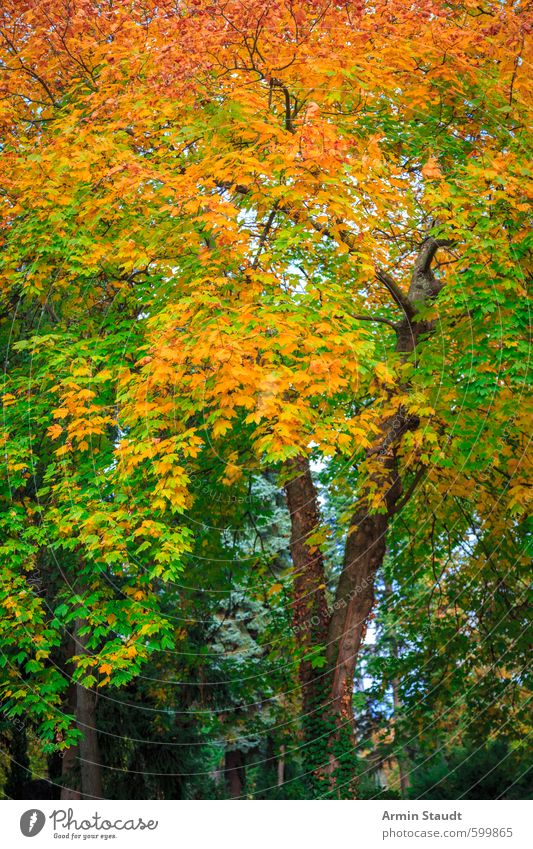 Autumn tree Nature Animal Beautiful weather Tree Park Forest Breathe Relaxation Esthetic Natural Green Orange Moody Colour Calm Background picture Autumn leaves