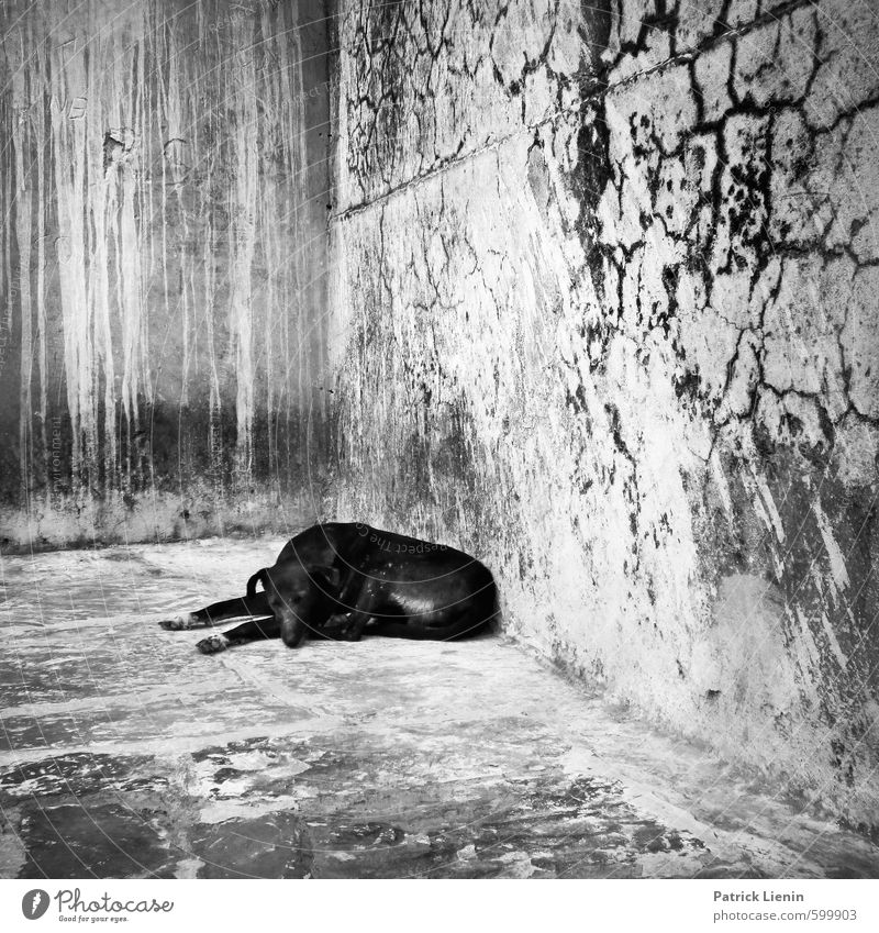 Not Black And White Wall (barrier) Wall (building) Animal Wild animal Dog 1 Sleep Poverty Threat Dirty Dark Disgust Free Illness Natural Safety Protection