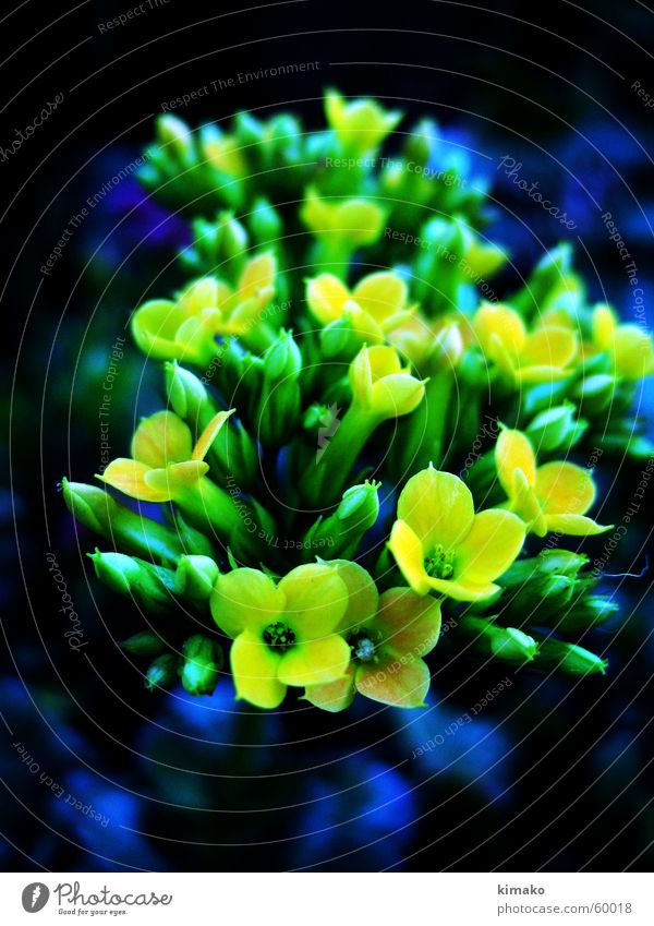 flowers Yellow Flower Green defocused blue kimako Blur