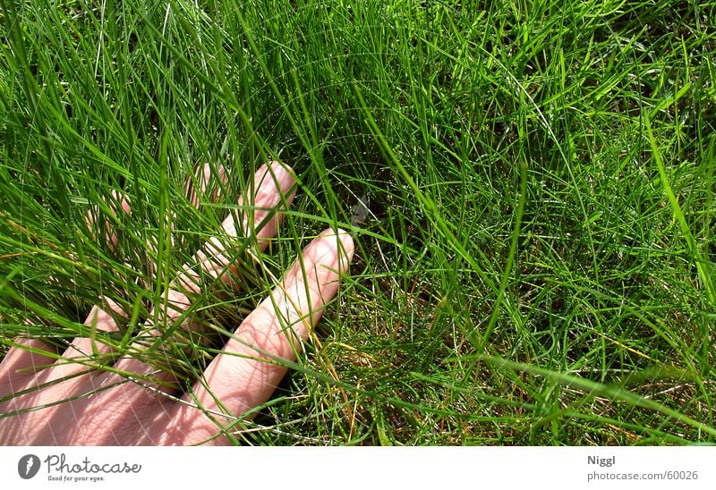Hand in the grass room Meadow Grass Green Fingers Summer World Cup Lawn Nature niggl