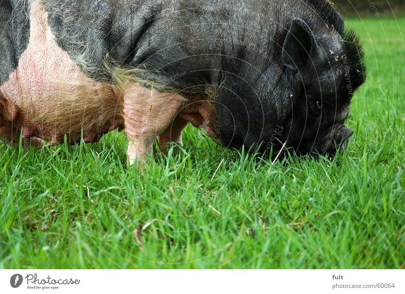 pot-bellied pig Swine Sow Pot-bellied pig Farm animal Meadow Grass To feed Boar Ear Nutrition Floor covering Pasture black