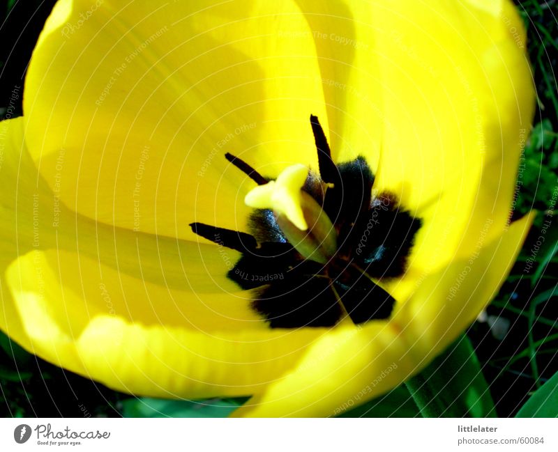 Spring is here! Valentine's Day Mother's Day Easter Plant Flower Tulip Garden Esthetic Yellow Close-up