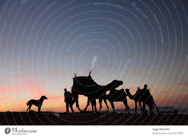 Blue hour of the dromedaries Animal Farm animal Group of animals Relaxation Wait Esthetic Exotic Black Moody Together Love of animals Romance Beautiful Serene