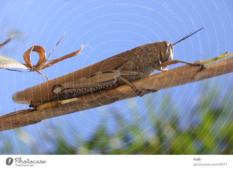 grasshopper Locust