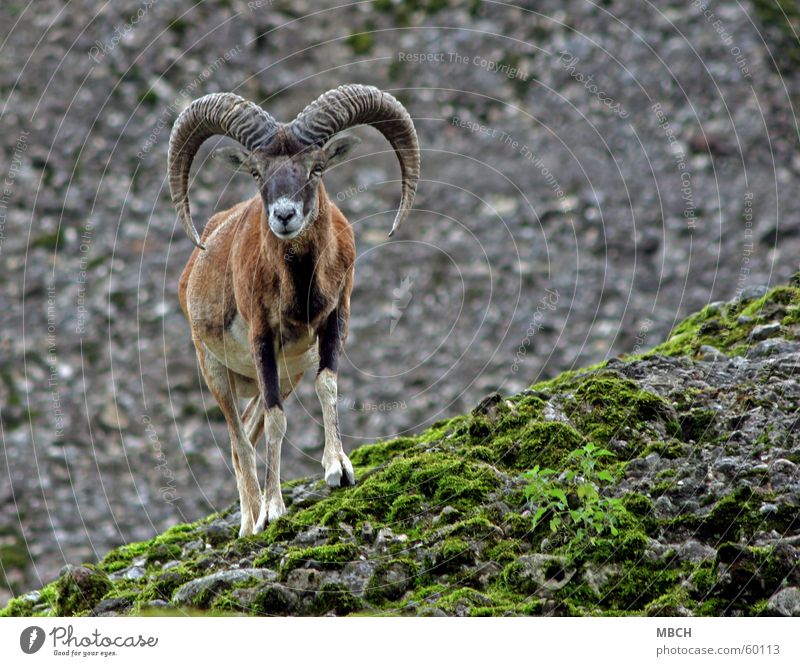 Suitable for mountain use European Mouflon Green Gray Brown White Hoof Snout Slope Black Stone Rock Antlers Circle Eyes Crazy Nose