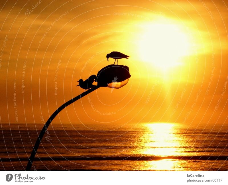 lima sunset Lima Peru Sunset Bird Ocean Light Romance Yellow Reflection Silhouette Lantern Dream Barranco birds Orange