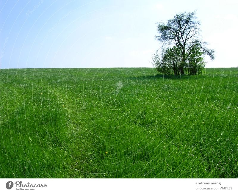Lone Tree 02 Loneliness Field Grass Meadow Sky alone lonely